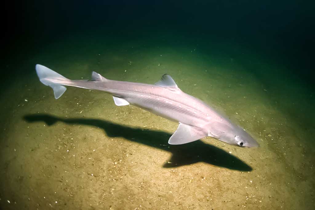 Dygusis ryklys Dygusis ryklys