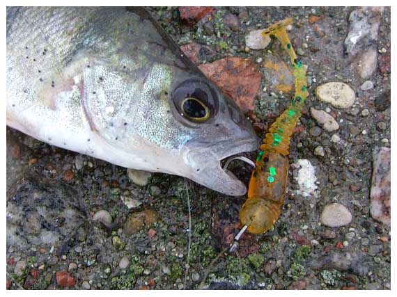 Guminuko LJ Tioga Fat pirmtakas LJ Tioga užsirekomendavo kaip vienas veiksmingiausių ešerių viliojimo masalų Guminuko LJ Tioga Fat pirmtakas LJ Tioga užsirekomendavo kaip vienas veiksmingiausių ešerių viliojimo masalų