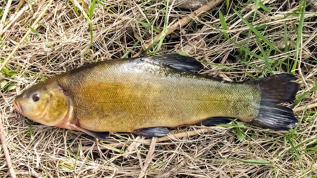 Ką reikia žinoti apie match meškerę Ką reikia žinoti apie match meškerę
