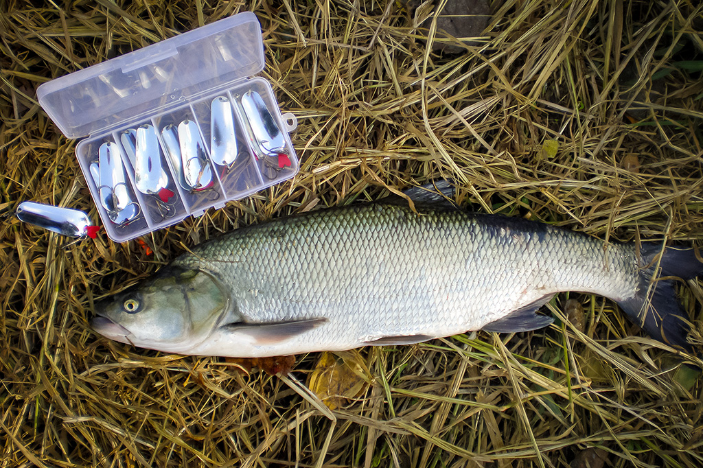 Metalinių masalų dažymas Metalinių masalų dažymas