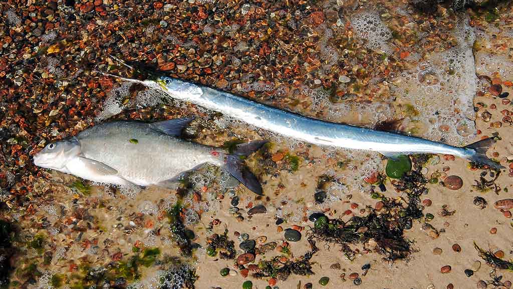 Žūklė dugnine Baltijos priekrantėje. Vietos pasirinkimas, įranga Žūklė dugnine Baltijos priekrantėje. Vietos pasirinkimas, įranga