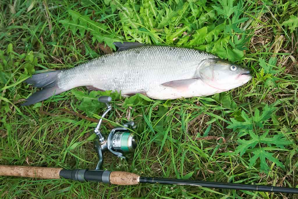 Ar patinka silikonas salačiams? Pirma dalis Ar patinka silikonas salačiams? Pirma dalis