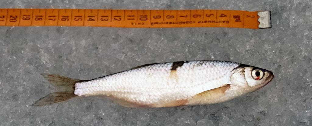 Smagiausia poledinė žūklė. Kur ieškoti laimikio Smagiausia poledinė žūklė. Kur ieškoti laimikio