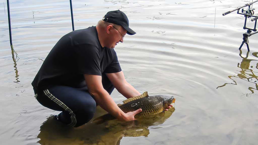 Kaip pagauti Nemune karpį. Masalų ir žūklaviečių paieškos Kaip pagauti Nemune karpį. Masalų ir žūklaviečių paieškos