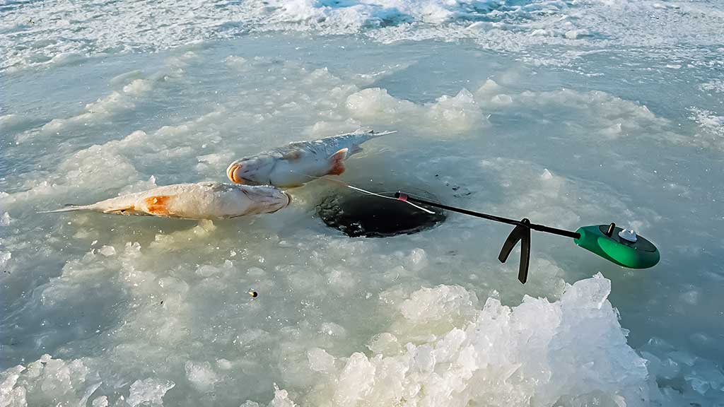 Kuojos tvenkiny – įranga, masalai, gaudymo technika Kuojos tvenkiny – įranga, masalai, gaudymo technika