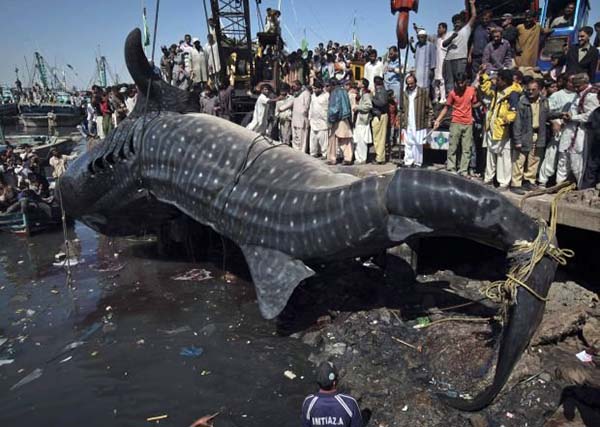 Bangininis ryklys (Rhincodon typus)  Bangininis ryklys (Rhincodon typus)