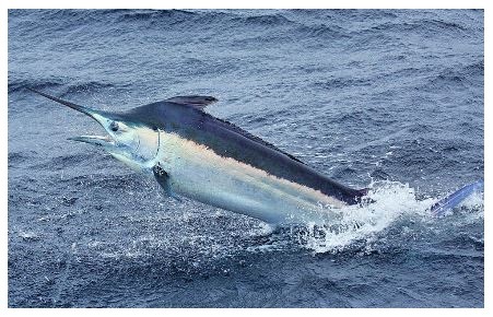 Buriažuvė Buriažuvė