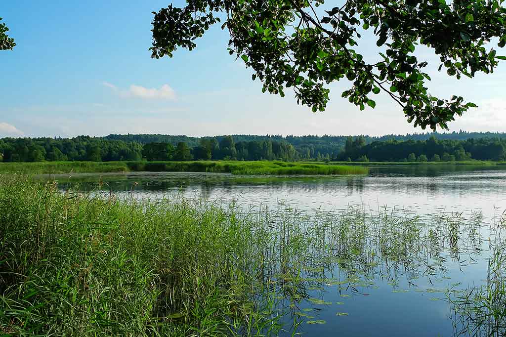 Vandens džiunglių labirintuose. Ar reikalinga žvejui botanika? Vandens džiunglių labirintuose. Ar reikalinga žvejui botanika?