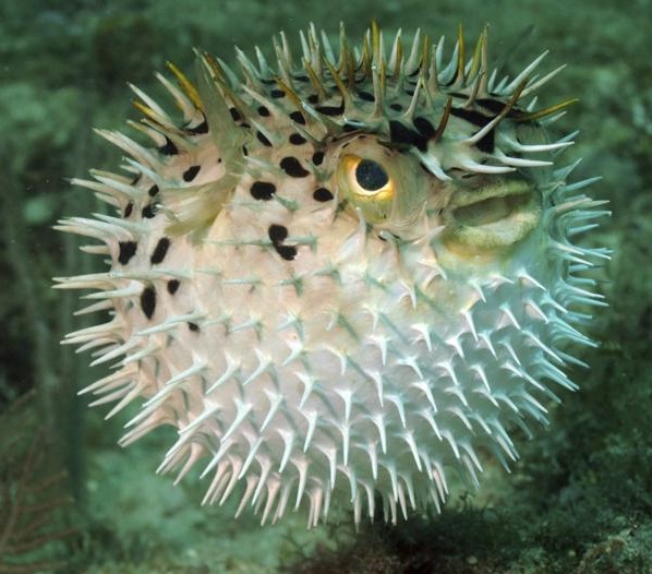 Fugu neturi žvynų, bet apačioje jos kūnas yra apaugęs dygliais, kurie primena švitrinį popierių. Fugu neturi žvynų, bet apačioje jos kūnas yra apaugęs dygliais, kurie primena švitrinį popierių.