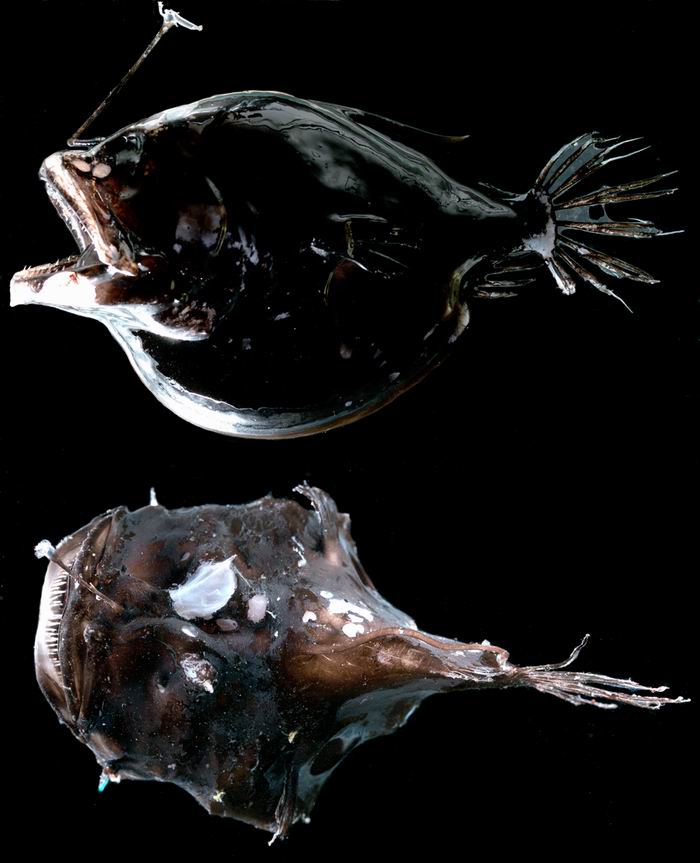 Povandeninis meškeriotojas (Ceratioidei), Povandeninis meškeriotojas (Ceratioidei),