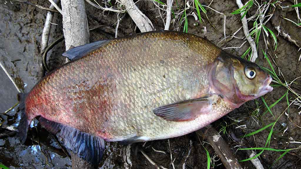 Karšius žvejoju taip... Kuo žavi šių žuvų žūklė Karšius žvejoju taip... Kuo žavi šių žuvų žūklė