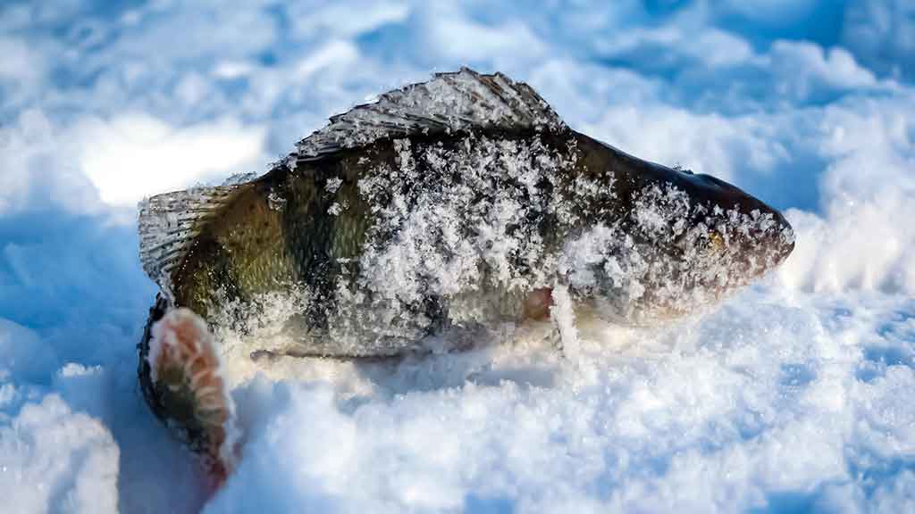 Viduržiemy su avižėle Viduržiemy su avižėle