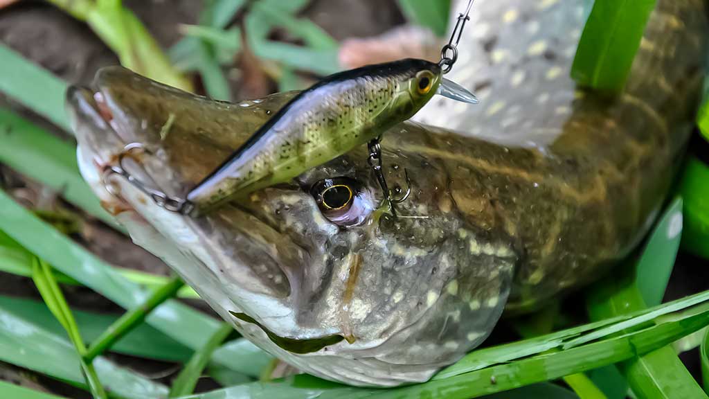 Lydekos, tvičingas ir dideli vobleriai. Techniniai niuansai, žūklavietės Lydekos, tvičingas ir dideli vobleriai. Techniniai niuansai, žūklavietės