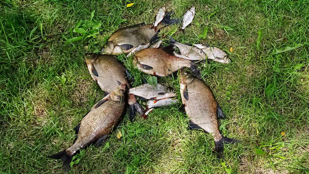 Meškeriojimas bolonine – aktyvios žūklės pavydėtų net spiningautojas Meškeriojimas bolonine – aktyvios žūklės pavydėtų net spiningautojas