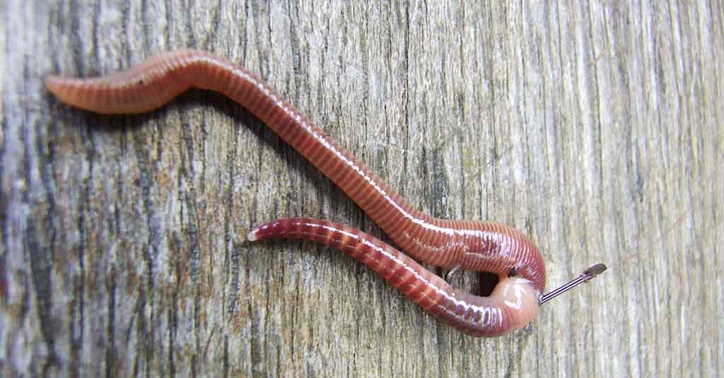 Sliekas karšiui Sliekas karšiui