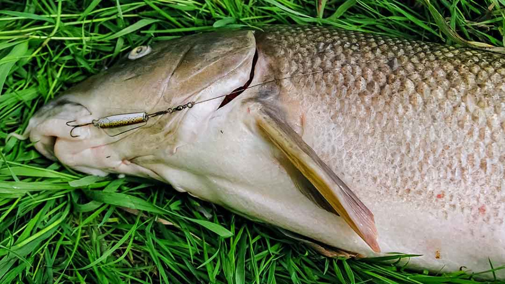 Ūsoriauti su spiningu Ūsoriauti su spiningu