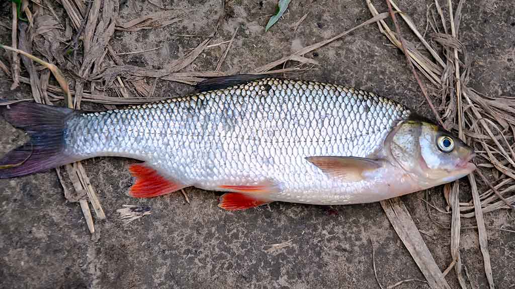 Su spiningu kovą ir balandį. Pirma dalis Su spiningu kovą ir balandį. Pirma dalis
