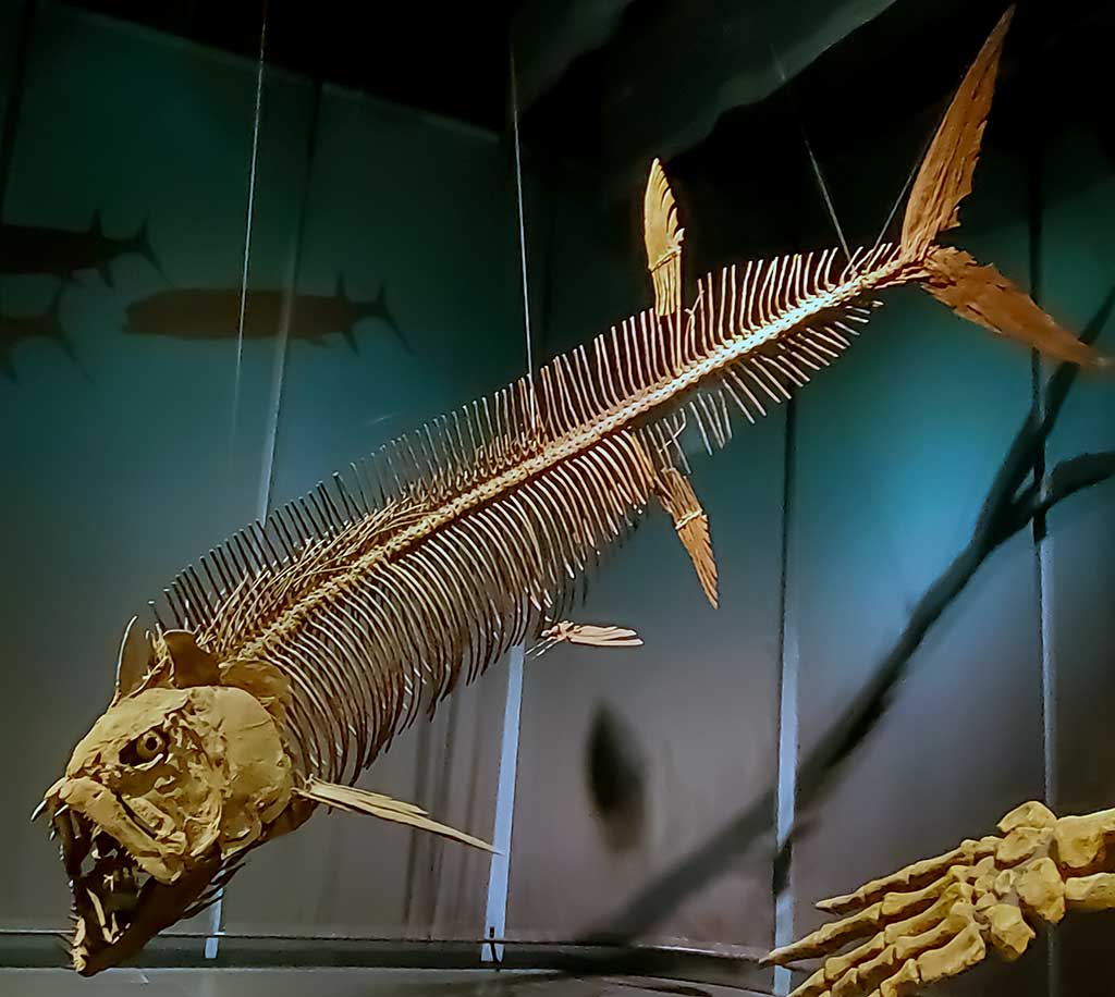 Žuvis buldogas - Marcusenius macrolepidotus Žuvis buldogas - Marcusenius macrolepidotus