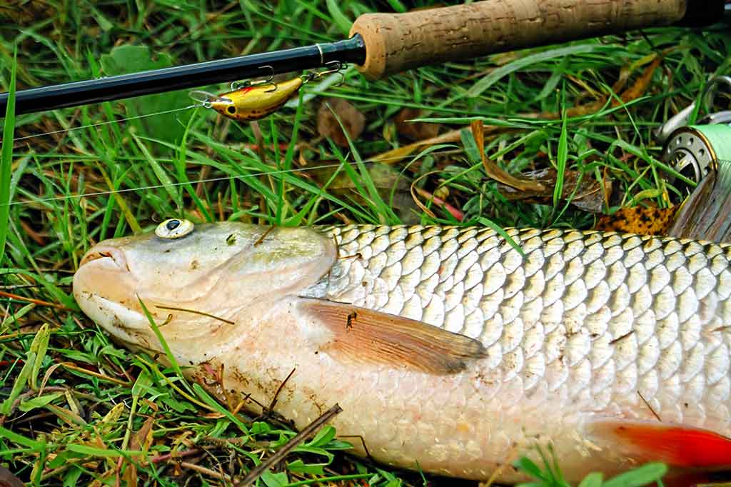 Šapalai ir vobleriai. Labai platus mažų voblerių asortimentas Šapalai ir vobleriai. Labai platus mažų voblerių asortimentas
