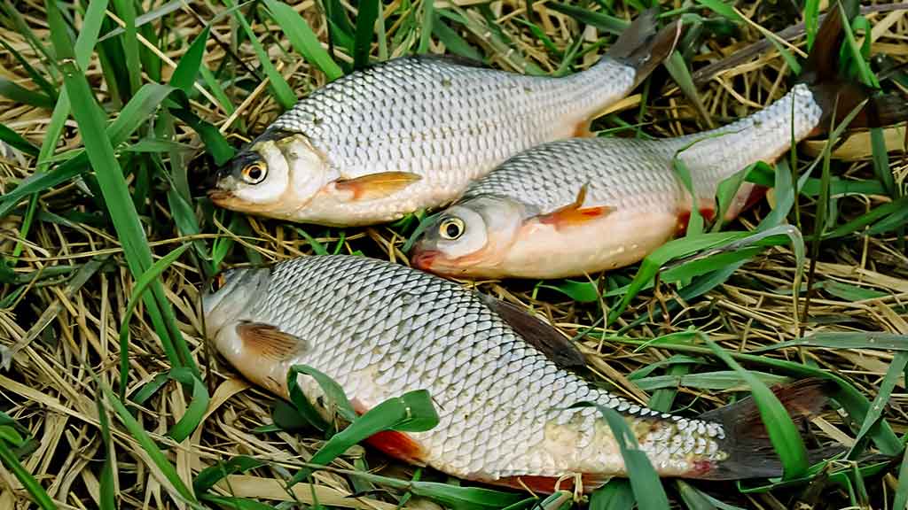 Meškeriojimas bolonine – aktyvios žūklės pavydėtų net spiningautojas Meškeriojimas bolonine – aktyvios žūklės pavydėtų net spiningautojas