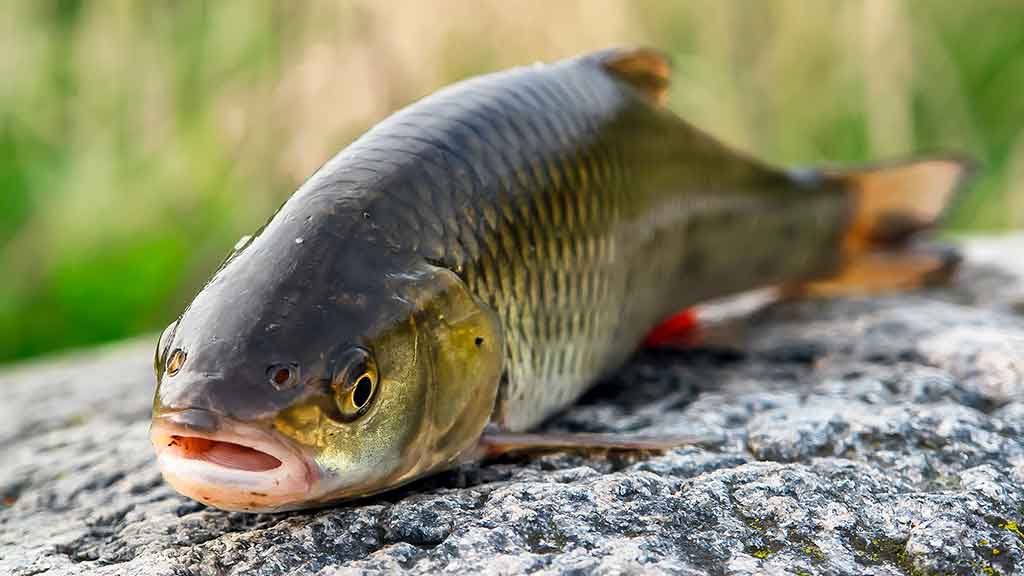 Su spiningu kovą ir balandį. Pirma dalis Su spiningu kovą ir balandį. Pirma dalis