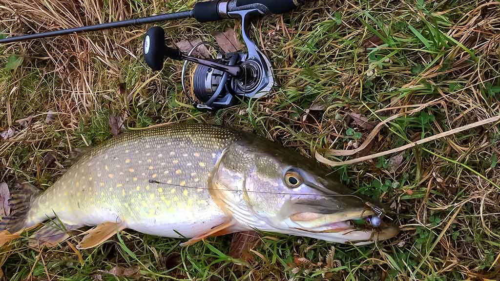 Kaip „reanimuoti“ guminukus Kaip „reanimuoti“ guminukus