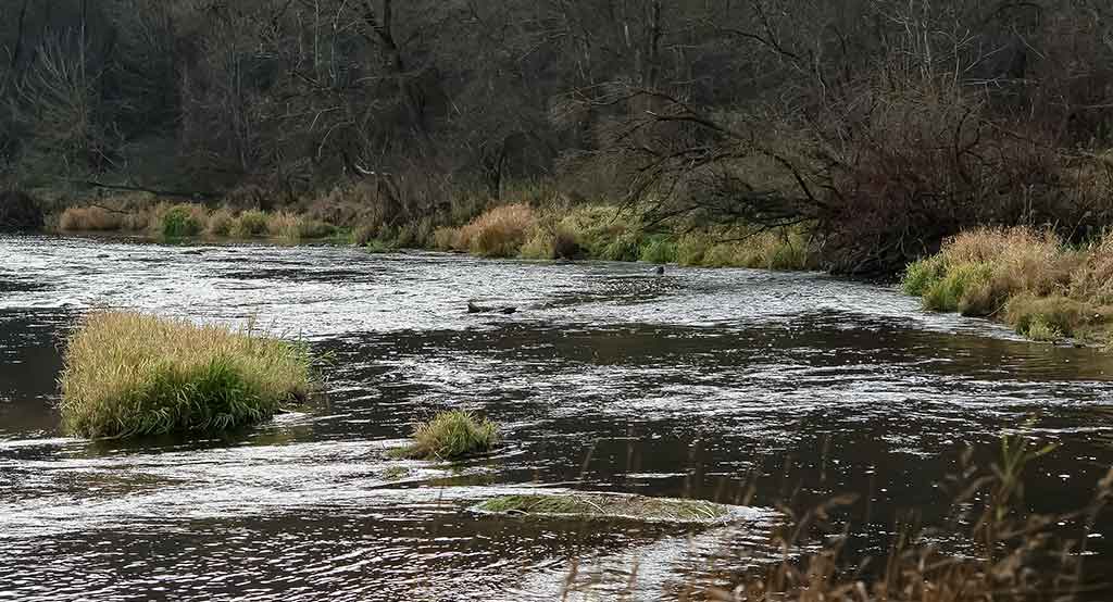 Jei sausį smarkiai atšyla. Spiningavimas Jei sausį smarkiai atšyla. Spiningavimas
