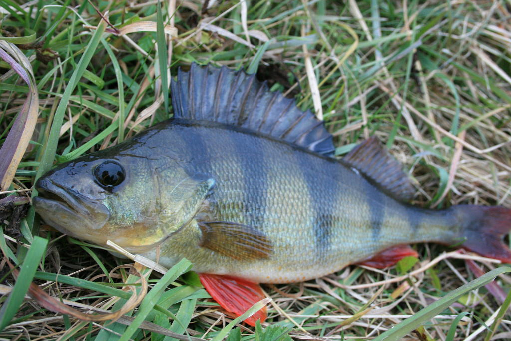 Kada šapalai tūno palei dugną Kada šapalai tūno palei dugną