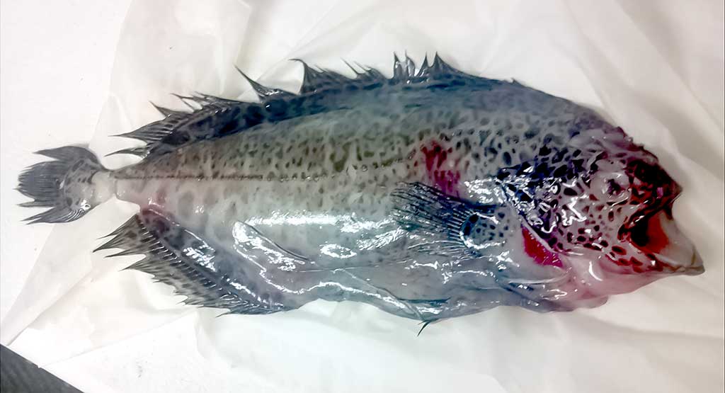 Žuvis-skuduras Žuvis-skuduras