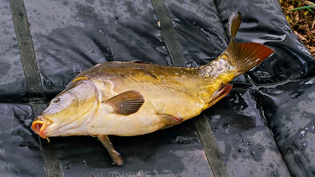 Karpių gaudymo vingrybės. Jaukai, masalai, kvapai Karpių gaudymo vingrybės. Jaukai, masalai, kvapai