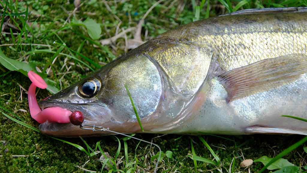 Sterką – guminuku. Masalai Sterką – guminuku. Masalai