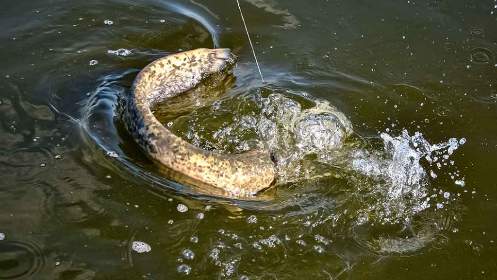 Velkiavimas. Prieš srovę, pasroviui... Velkiavimas. Prieš srovę, pasroviui...