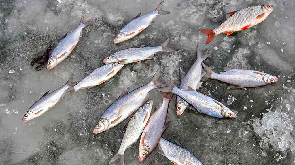 Kur po iš po ledo kimba pačios įvairiausios žuvys Kur po iš po ledo kimba pačios įvairiausios žuvys