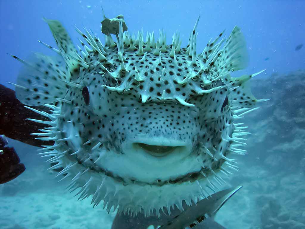 Keturdantė pūsliažuvė (Tetraodontidae) Keturdantė pūsliažuvė (Tetraodontidae)