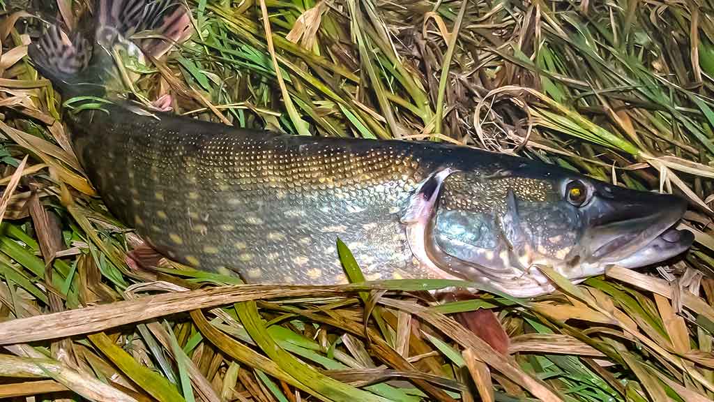 Vieną rudenį prie Nemuno dambų Vieną rudenį prie Nemuno dambų