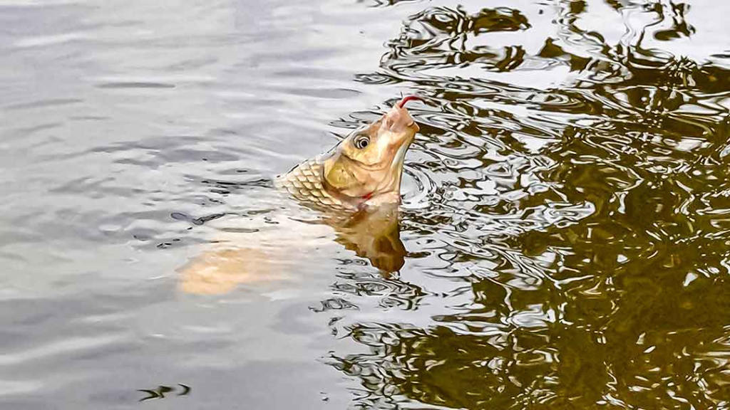 Karosai vietoje žiobrių Karosai vietoje žiobrių