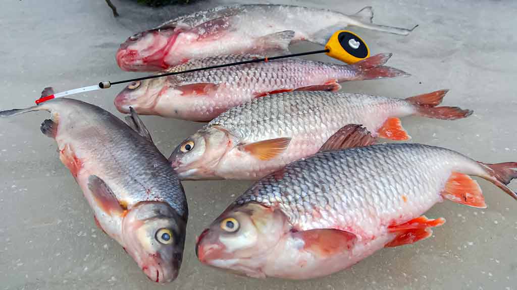 Minijoje ir šalia jos Minijoje ir šalia jos