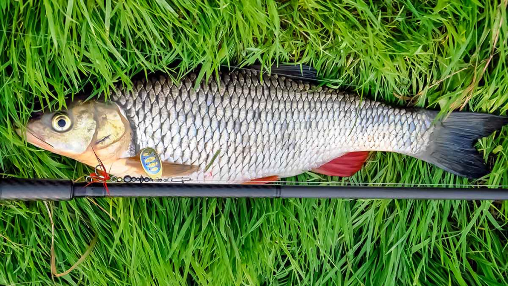 Geriausi šapalų kibimo laikotarpiai. Rytinė žūklė Geriausi šapalų kibimo laikotarpiai. Rytinė žūklė