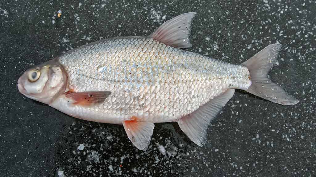 Minijoje ir šalia jos Minijoje ir šalia jos