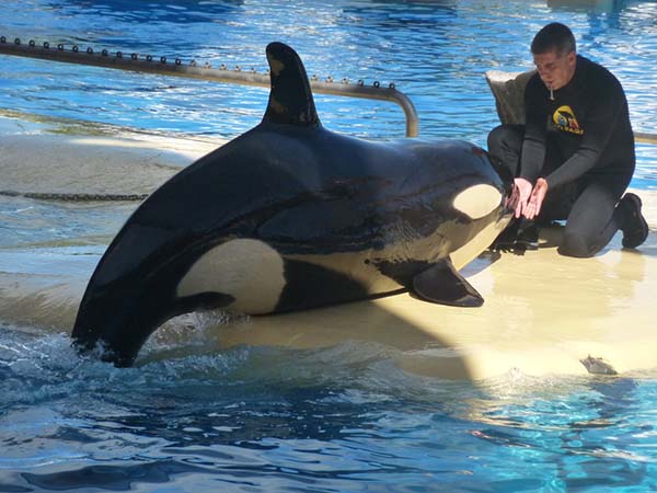 Orka Orka