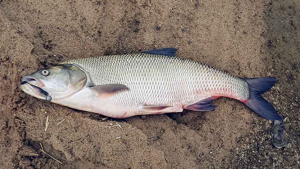 Su spiningu kovą ir balandį. Antra dalis Su spiningu kovą ir balandį. Antra dalis