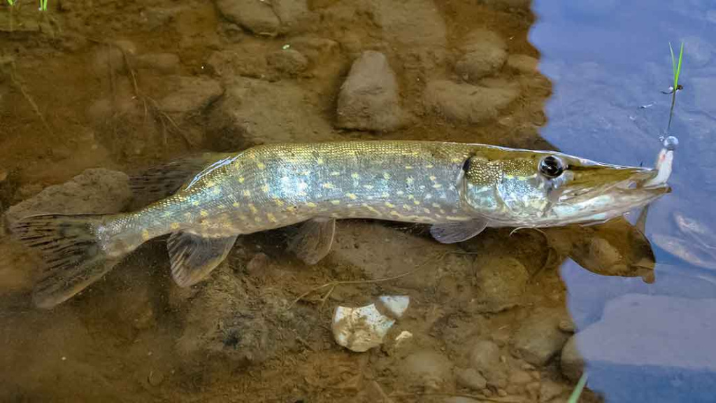 Nemuno įlankos. Kai žuvys kimba „urmu“ Nemuno įlankos. Kai žuvys kimba „urmu“