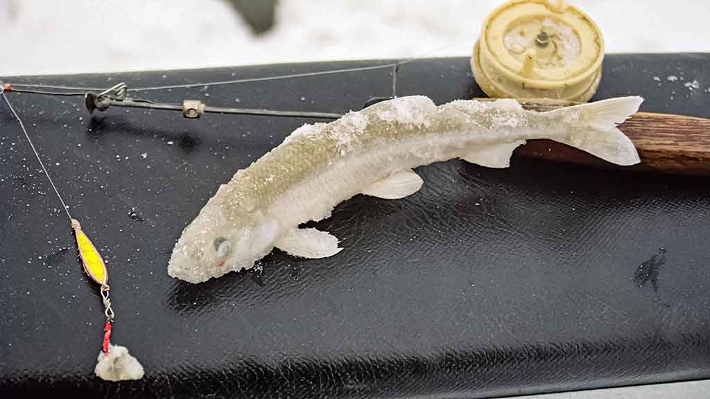 Kuršmarėse kimba ne vien stintos. Antra dalis Kuršmarėse kimba ne vien stintos. Antra dalis