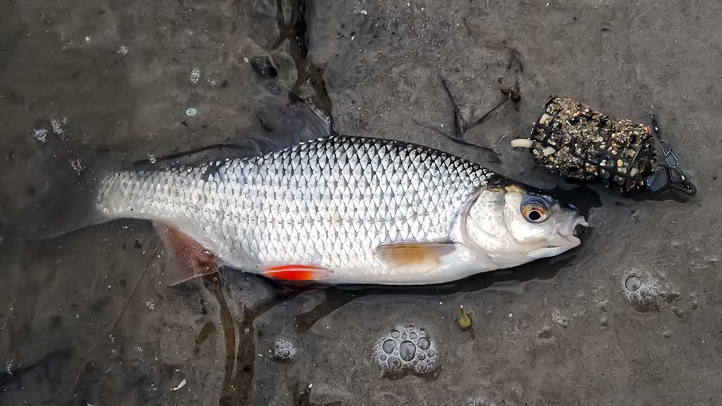 Dugninė trumpai distancijai Dugninė trumpai distancijai