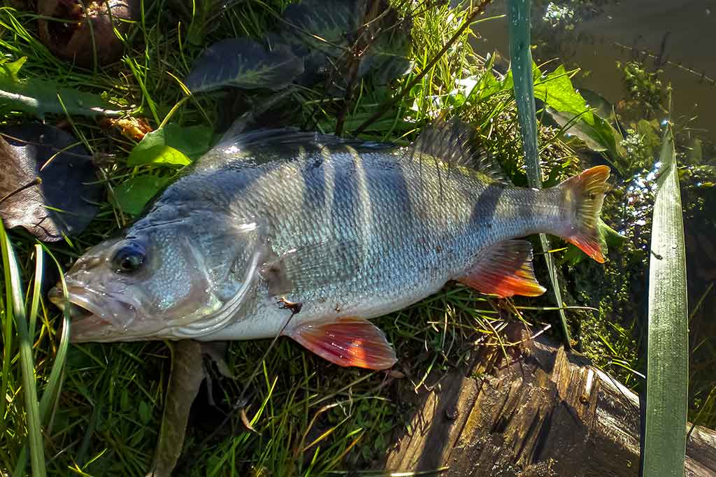 Cikados – ne vien plėšrūnių gaudymui Cikados – ne vien plėšrūnių gaudymui