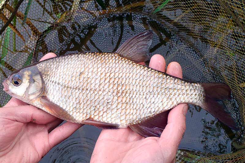 Karšio ir raudės hibridas Karšio ir raudės hibridas