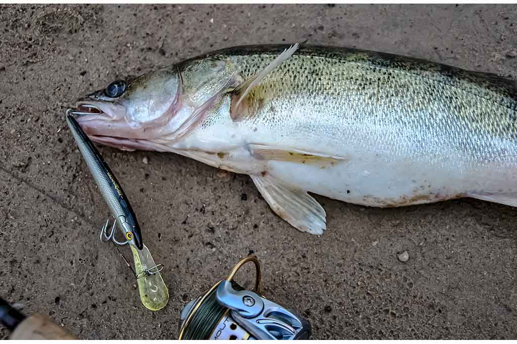 Apie tvičingą ir jiems tinkamus spiningus Apie tvičingą ir jiems tinkamus spiningus