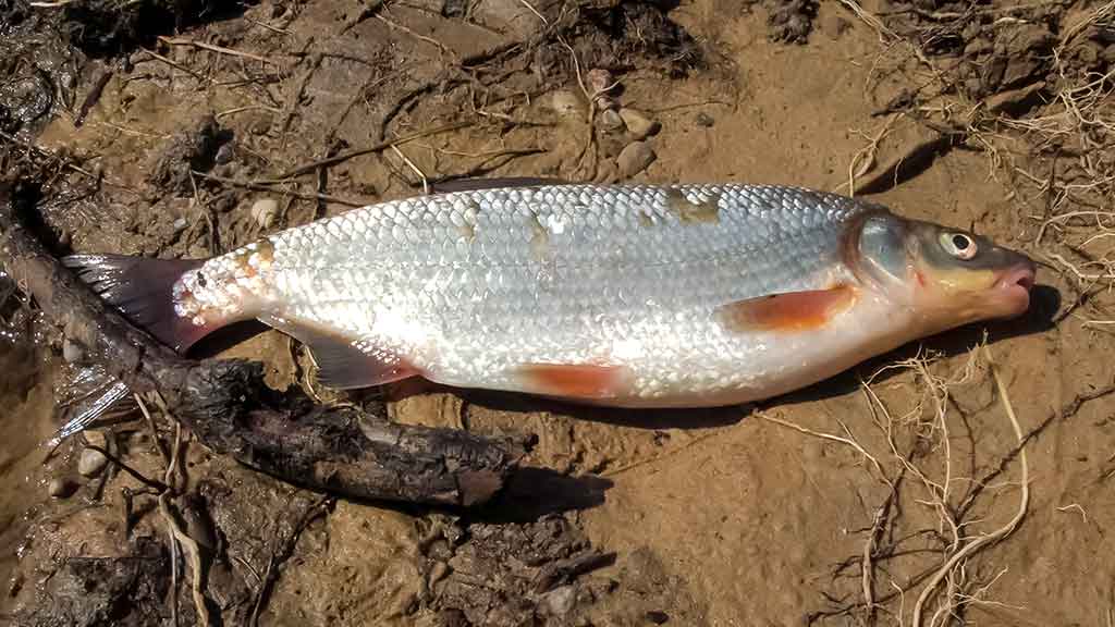 Išsamiai apie Aukštaitijos Šventąją Išsamiai apie Aukštaitijos Šventąją