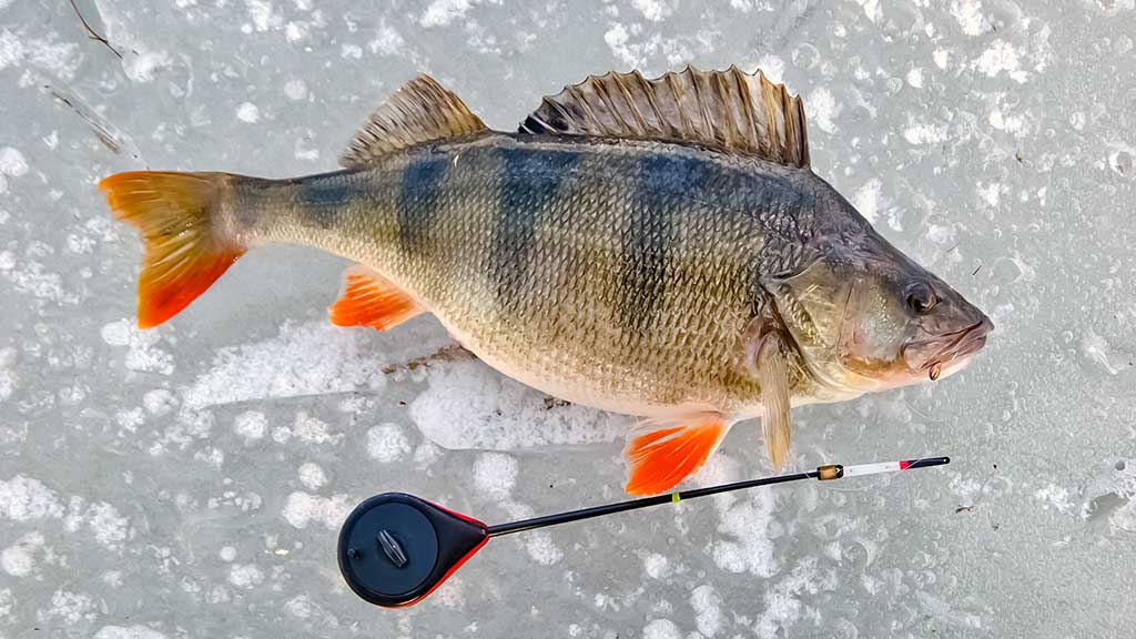 Bemasalinė avižėlė – mitai ir tikrovė Bemasalinė avižėlė – mitai ir tikrovė