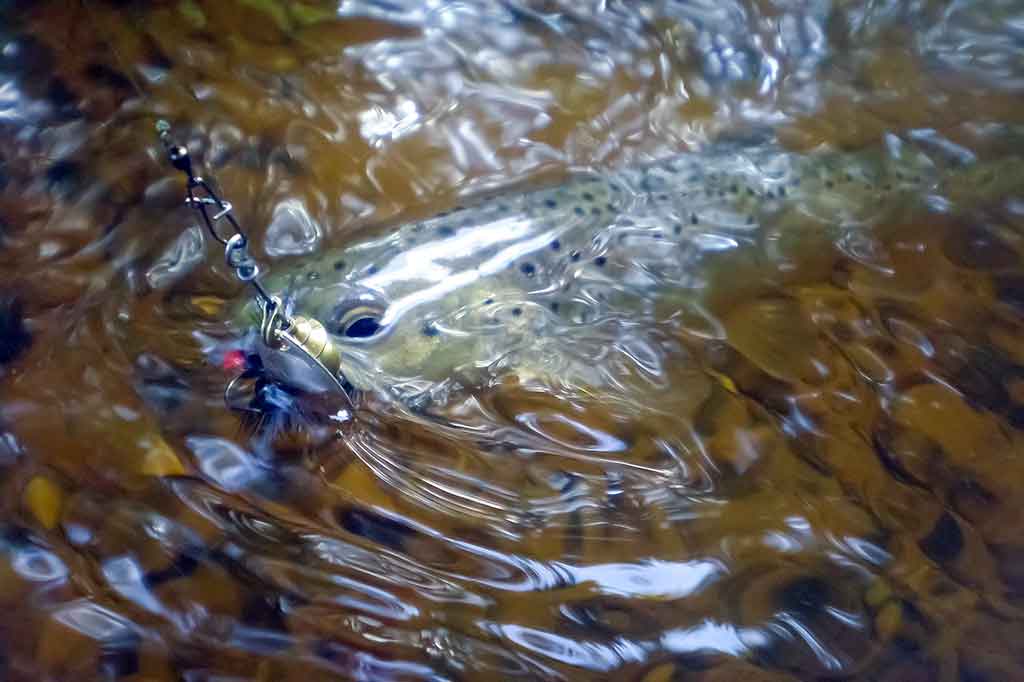 Srovė ir žuvys Srovė ir žuvys